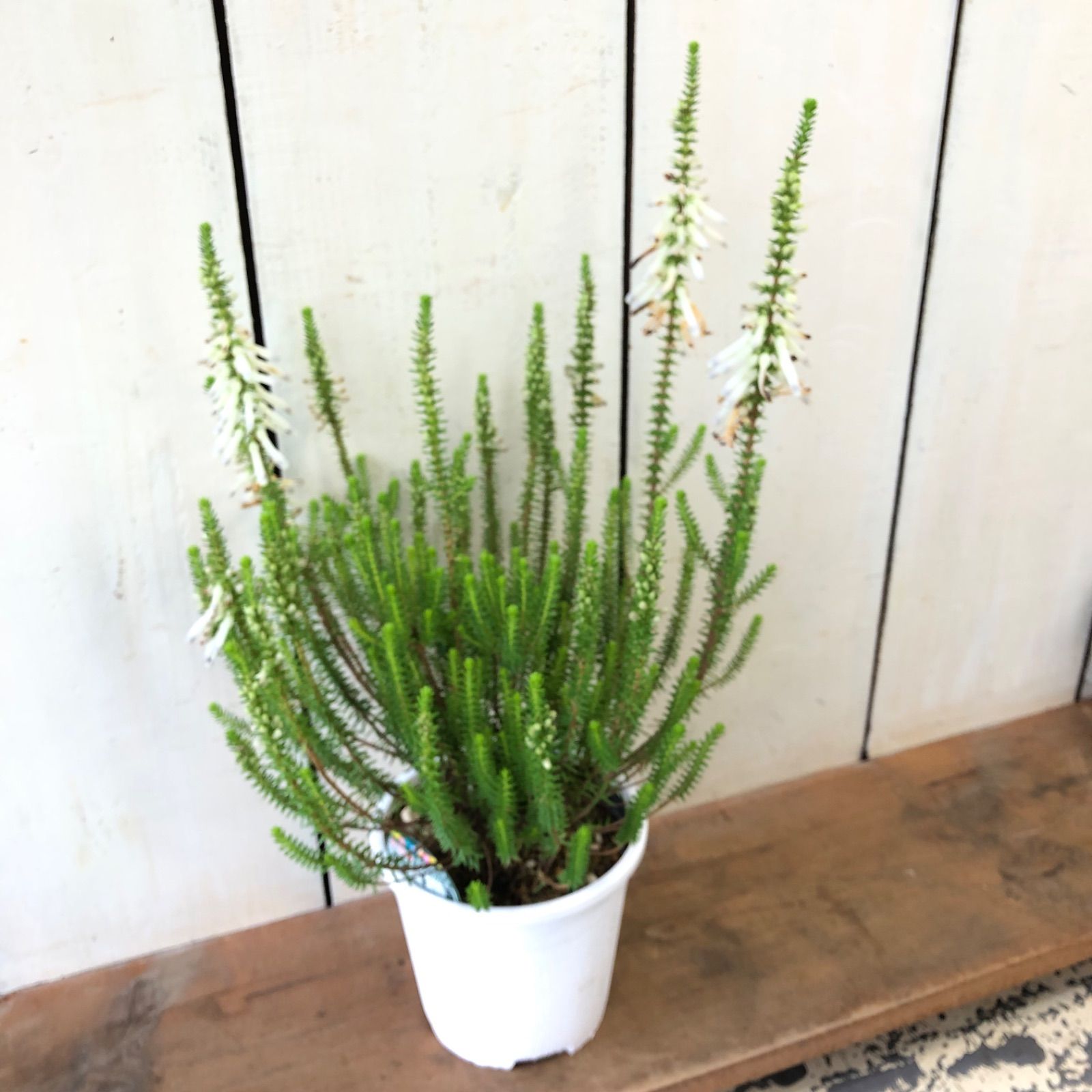 エリカ・ホワイトスパーク4.5号鉢秋冬の寄せ植えアクセントなどに