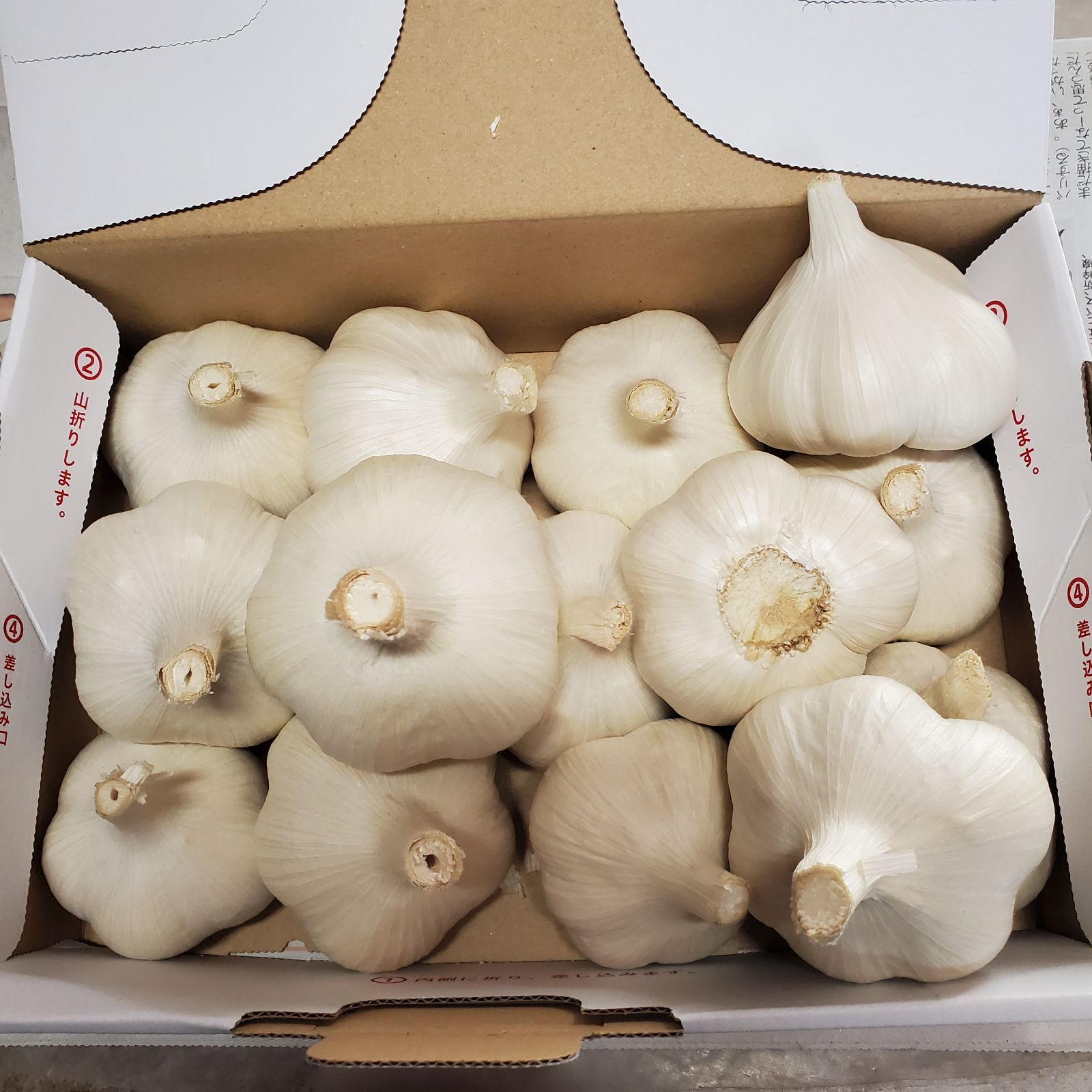 h*9様 青森県にんにくタネ10Kg 大 消毒 【公式通販】