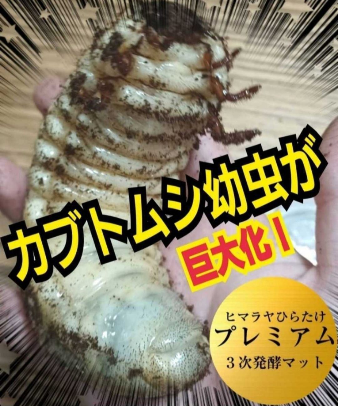カブトムシ幼虫が巨大化！プレミアム3次発酵マット200リットル産卵