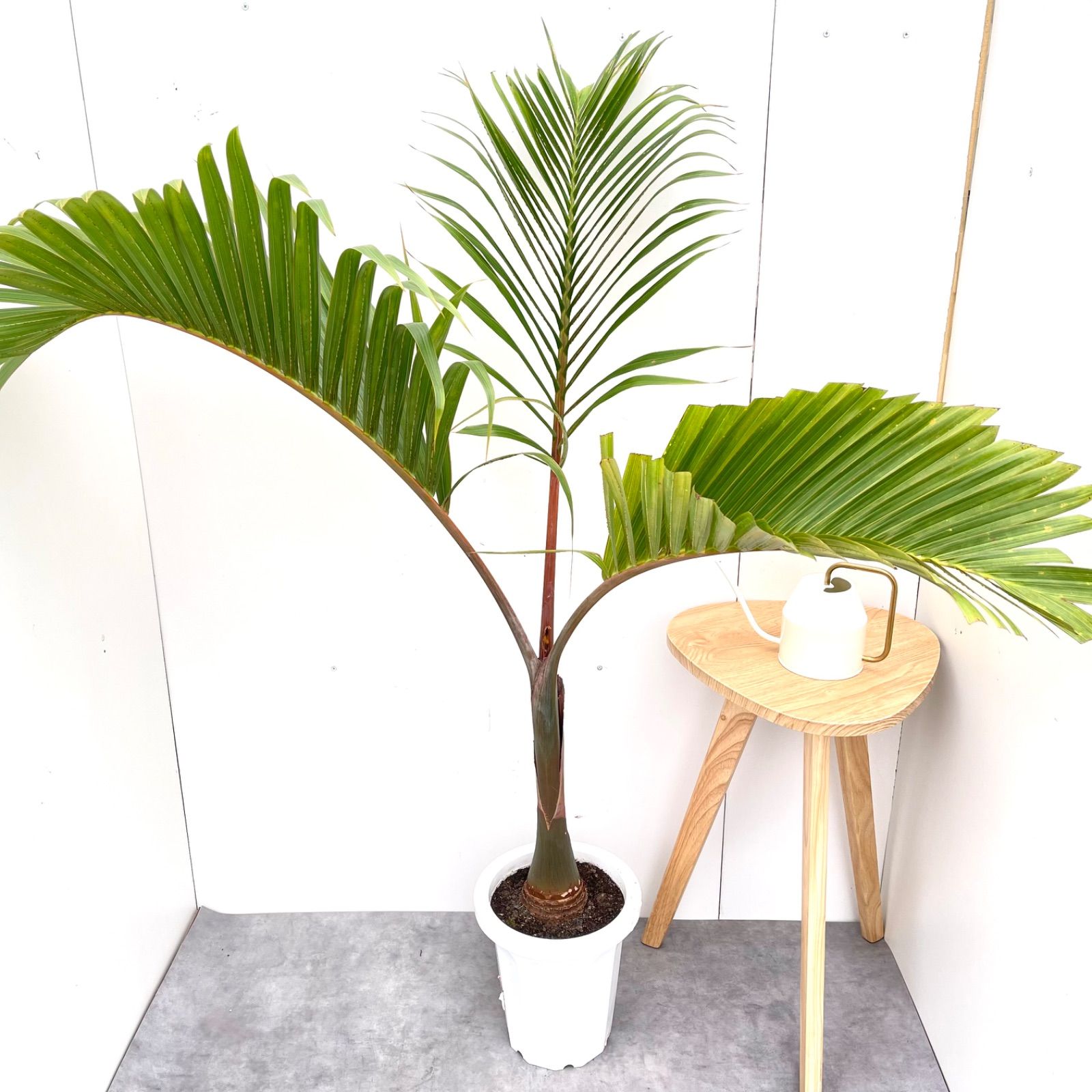 トックリヤシ ボトルパーム 現品 観葉植物 室内 大型