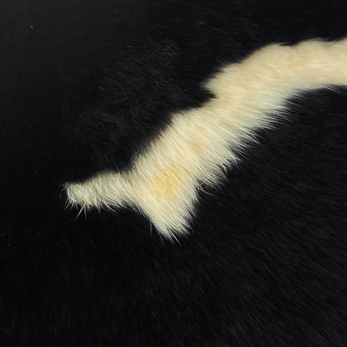 マフラー
