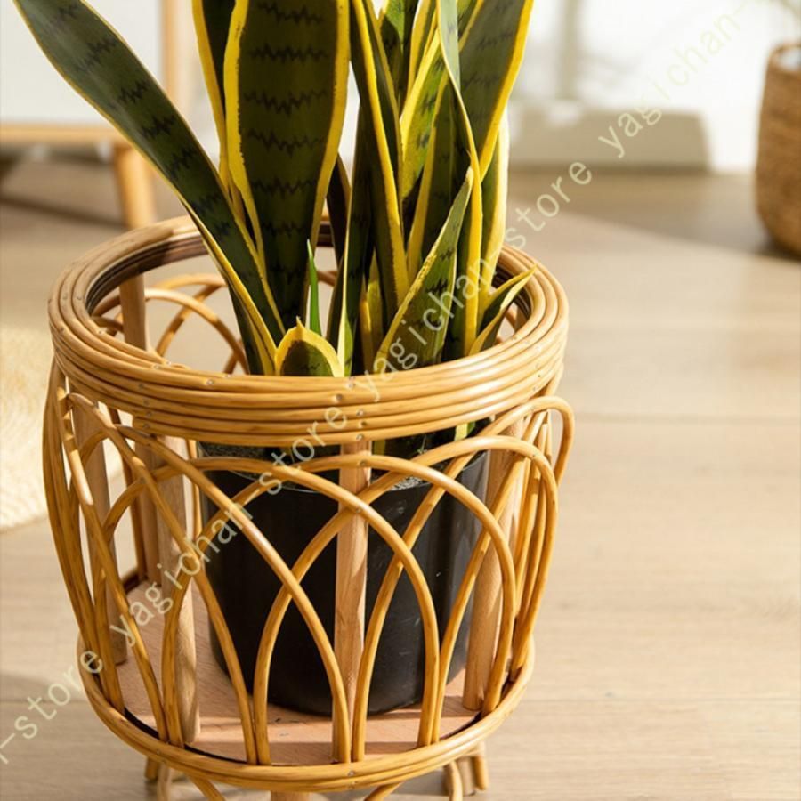 かわいい 観葉植物