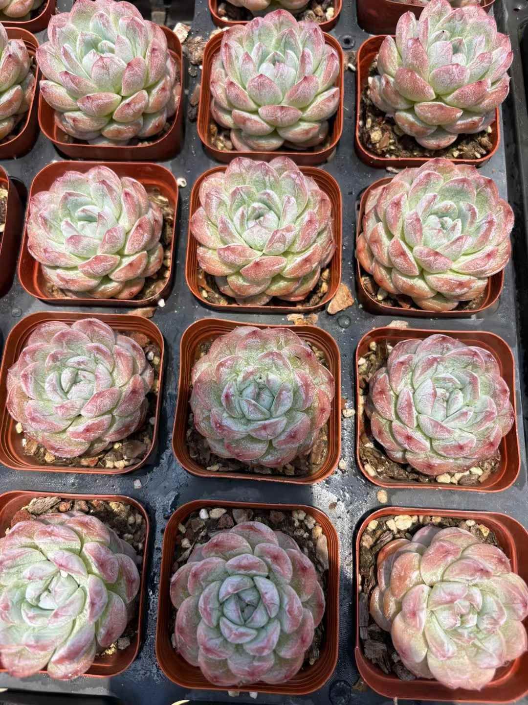 抜き苗 レッドアンバー QS1061×40株 ふっくら 多肉植物 エケベリア