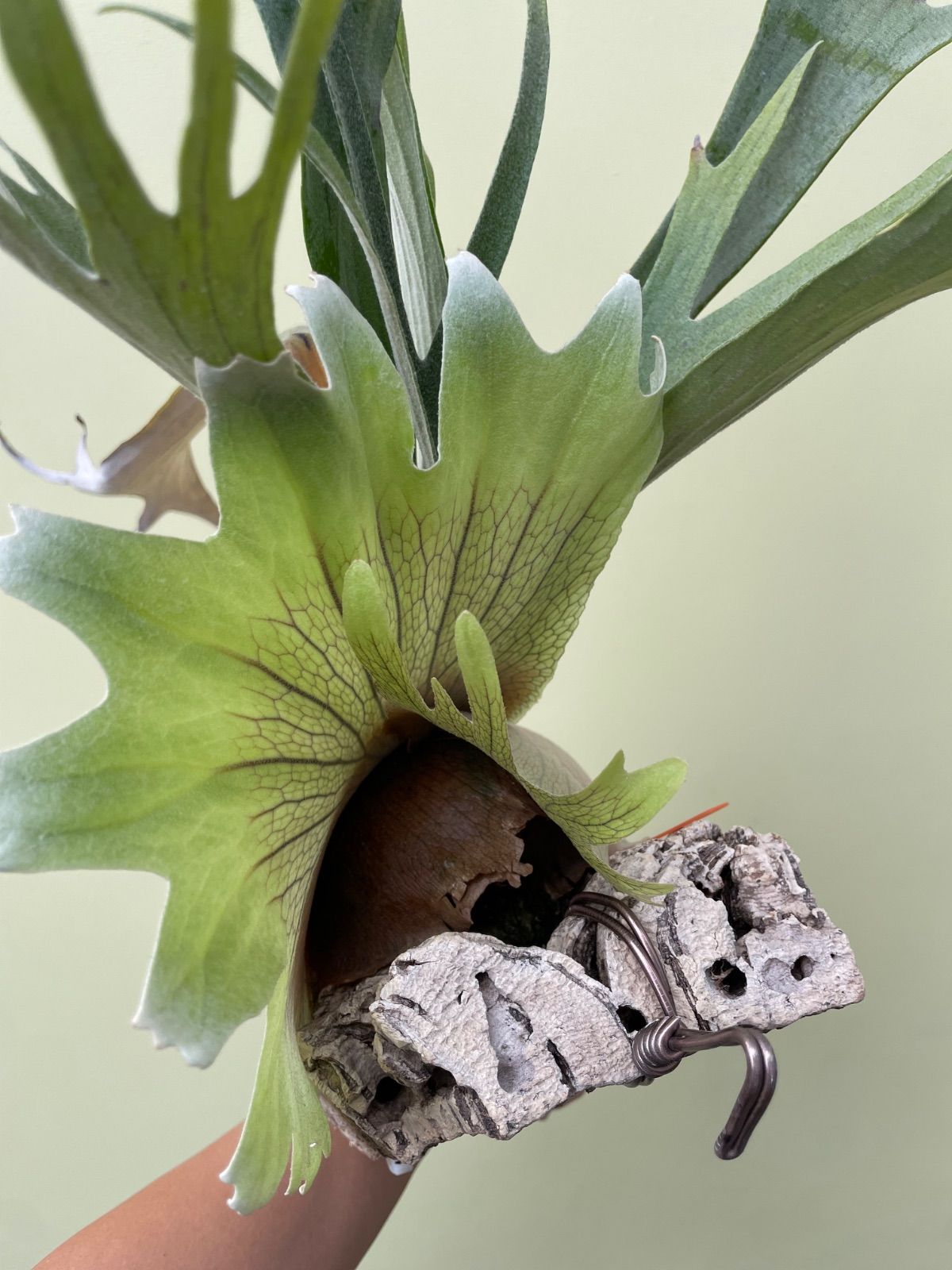 ビカクシダ ライディーン P.Rydeen 雷電 久しぶりの登場 P. Rydeen