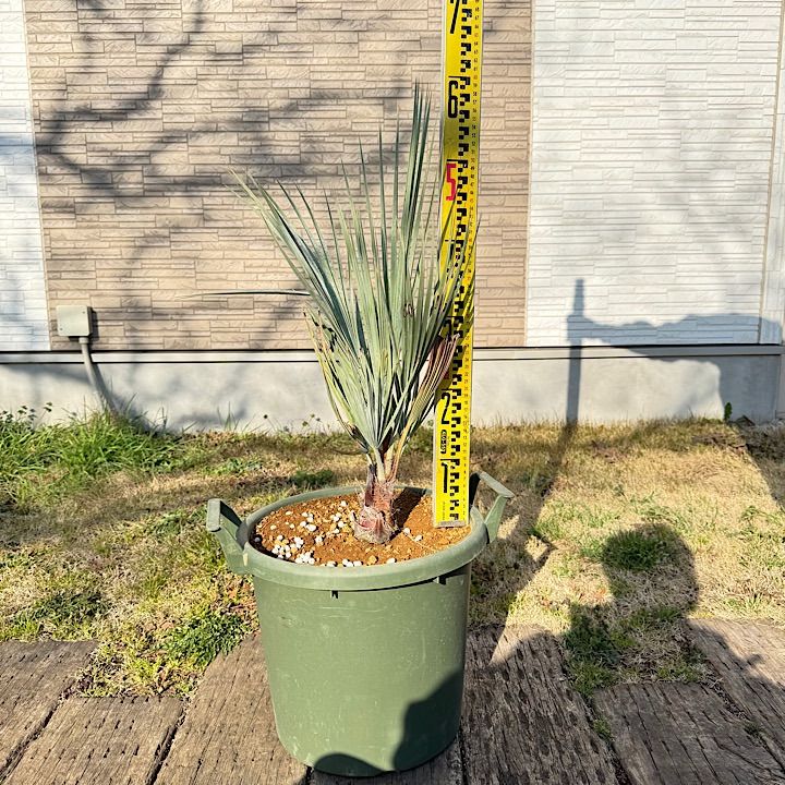 90cm】ブラヘアアルマータ - メルカリ