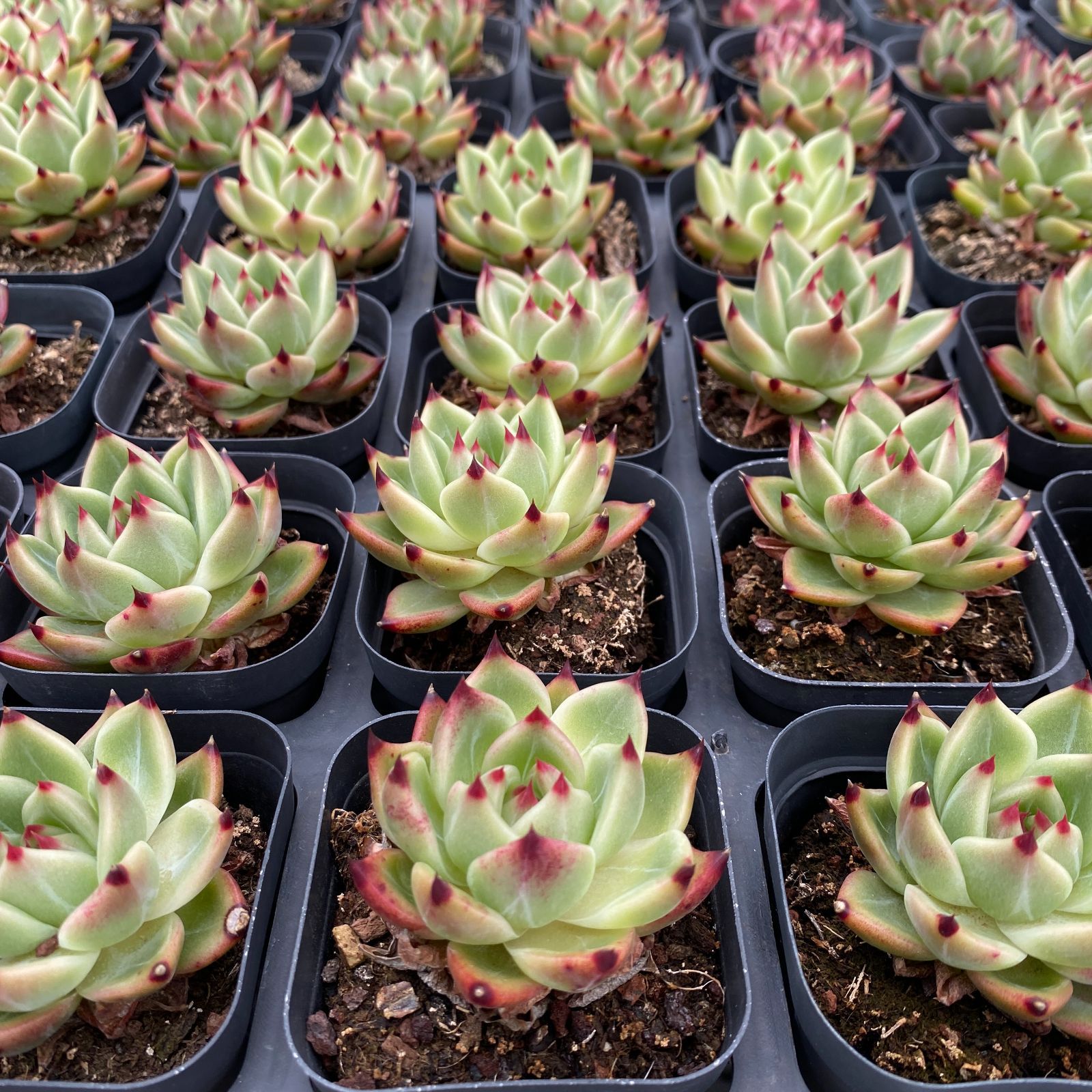 No.380 ❁月下美人❁ 抜き苗 多肉植物 寄せ植え 抜き苗 No.380 ❁月下美人❁ 抜き苗 多肉植物 寄せ植え