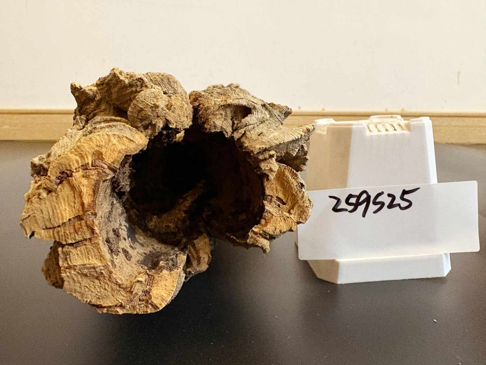 259S25 ポルトガル産 キャノンコルク コルク樹皮 コルク板 バージンコルク 送料無料 チランジア ビカクシダ 着生ラン 両生類 爬虫類 YUZUMIYA_COM