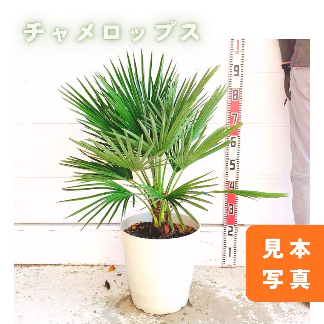 チャメロップス 約90cm チャメロプス ヤシ ドライガーデン フミリス セリフィラ