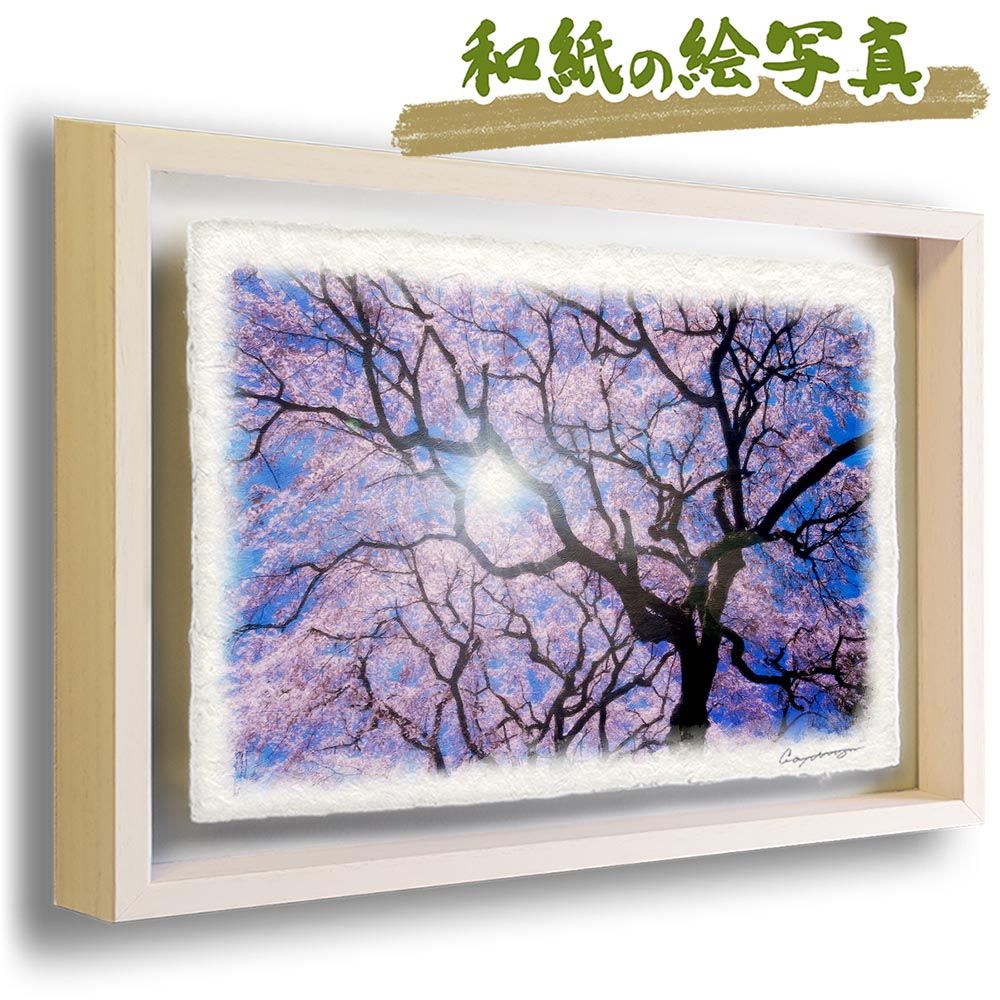 和紙の絵写真 「太陽と一面の桜と見上げる黒い幹」 立体額縁付き