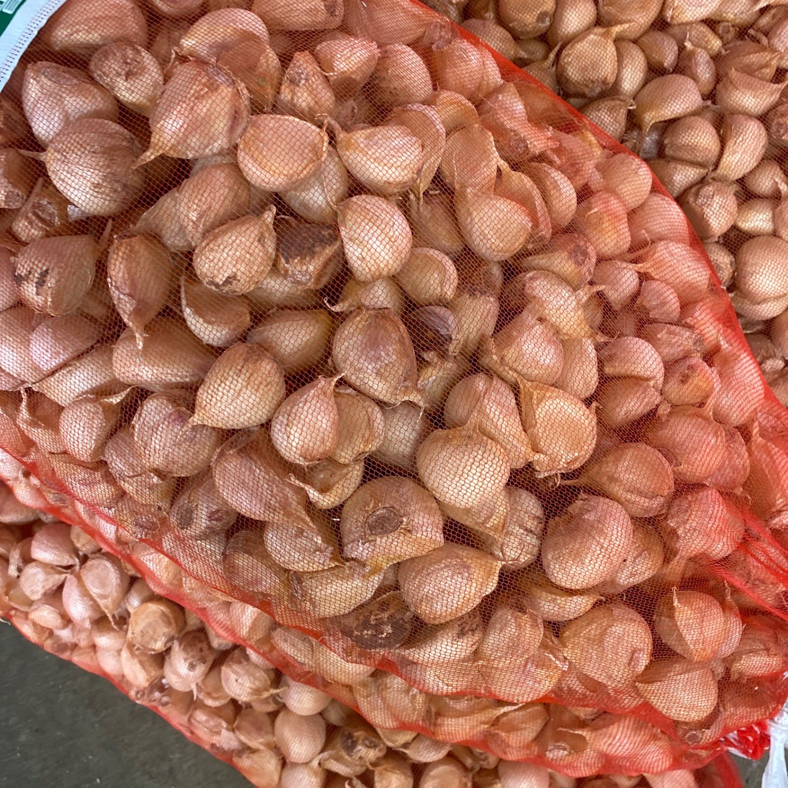 青森県 にんにく農家が使う消毒済みのタネ10Kg M