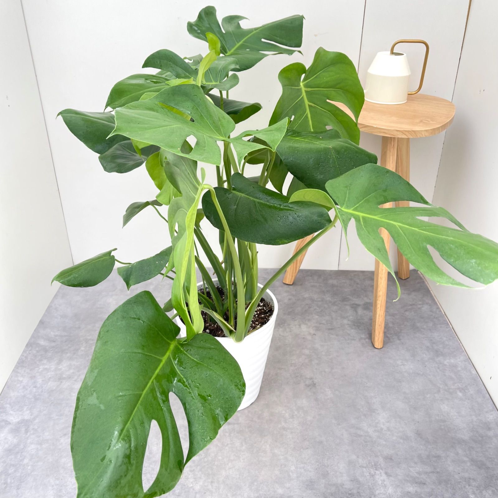 現品］【希少】17番 モンステラ 幹上がり 8号 観葉植物 室内 大型