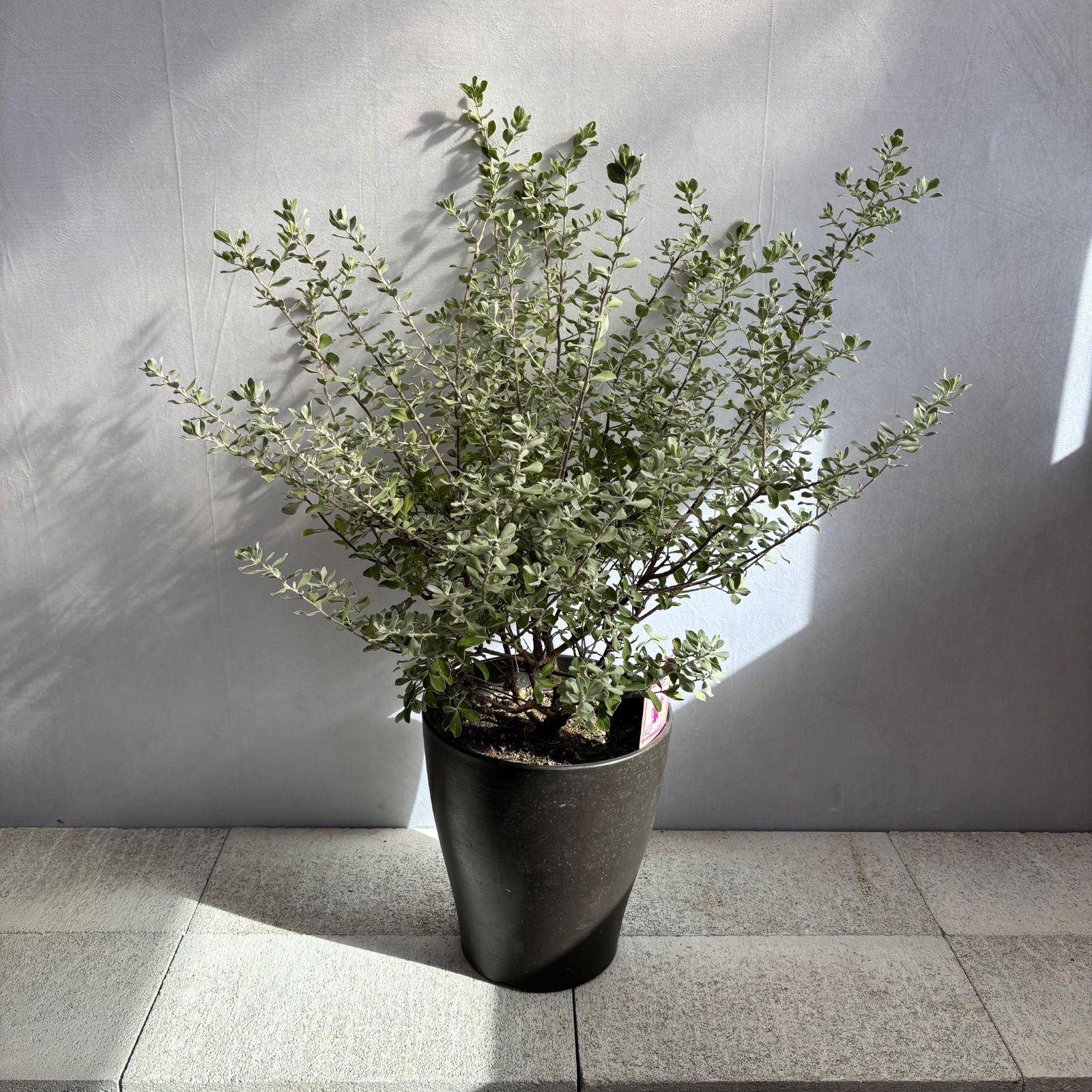 レウコフィラム レウコフィルム シルバーリーフ 常緑低木