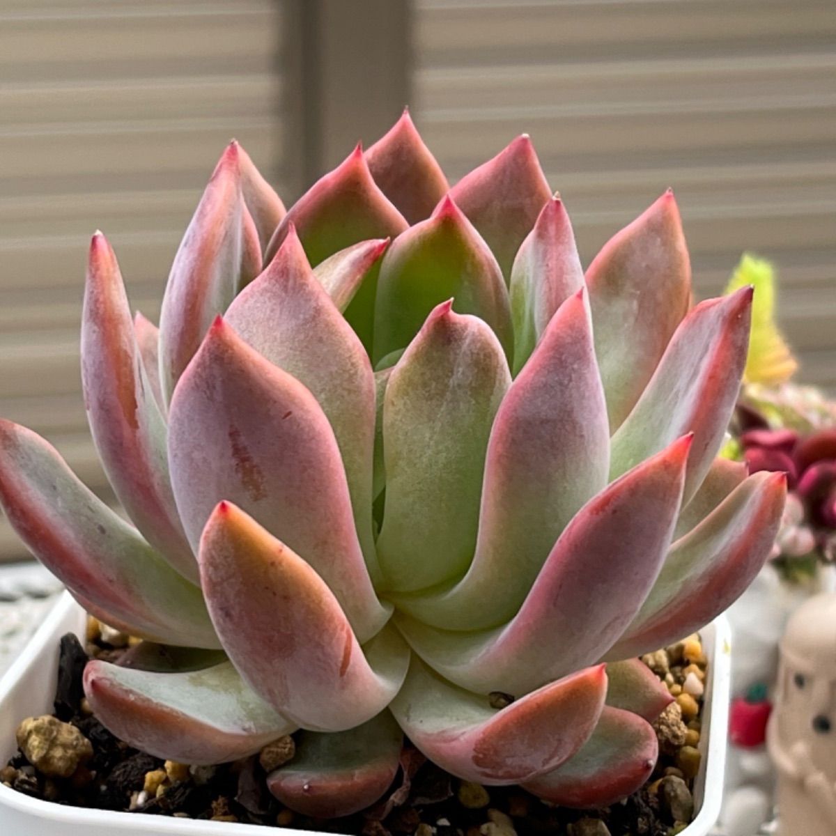 多肉植物 ブルーシャトー 抜き苗 エケベリア 【公式通販】