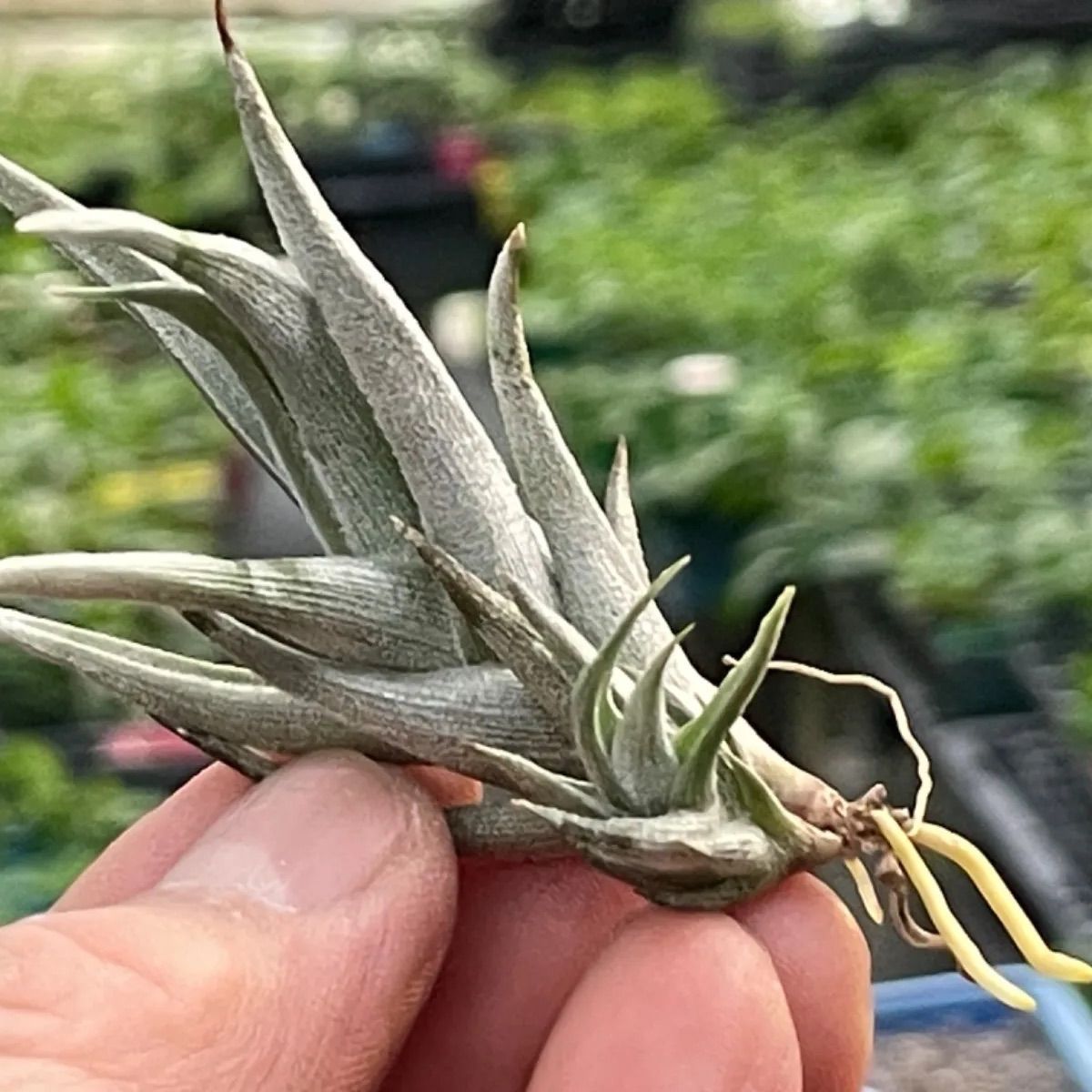 チランジア クシフィオイデス Tillandsia xiphioides＊エア