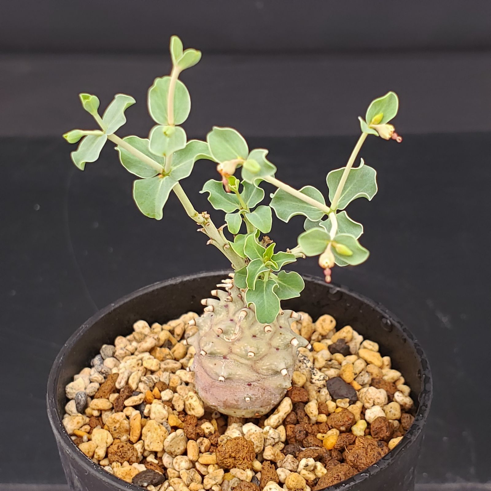 ユーフォルビア フスカ Euphorbia fusca ユーフォルビア フスカ