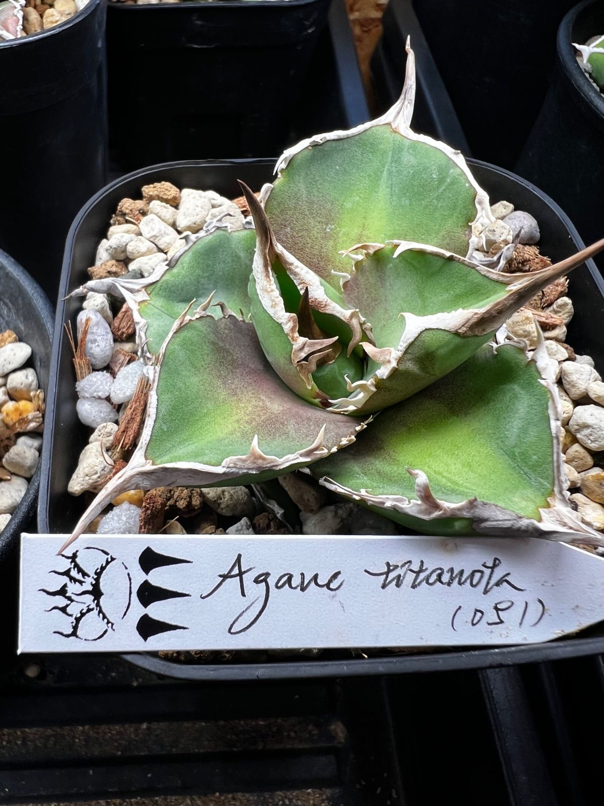 4月入荷 30粒+@ サイカスsᴘシルバー（タイシルバー）植物検疫証明書あり13 4月入荷 30粒+@ サイカスsᴘシルバー（タイシルバー）植物検疫証明書