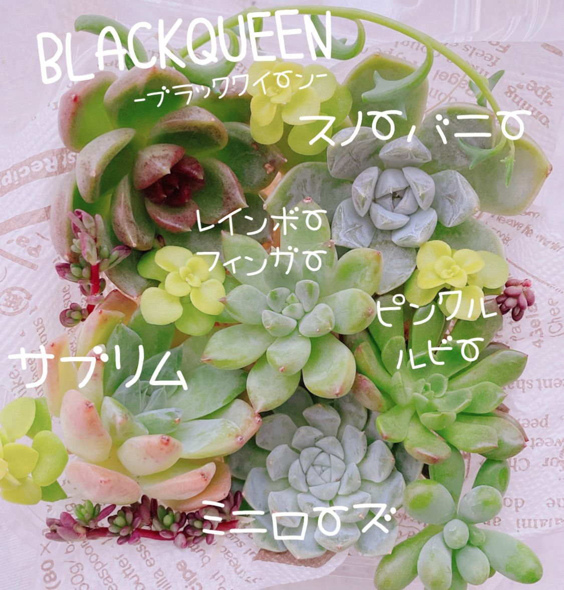 韓国苗　多肉植物　エケベリア　年末年始ギフト　19苗セット【SP5】 韓国苗 多肉植物 エケベリア 年末年始ギフト 19苗セット【SP5