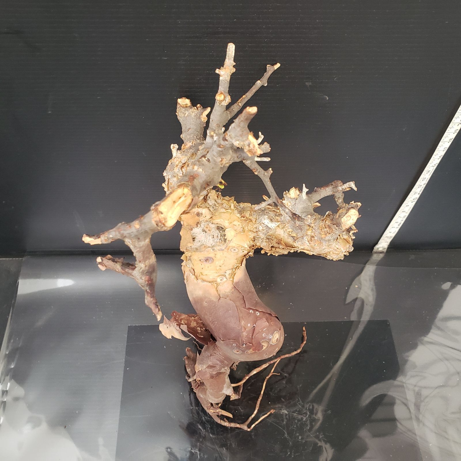 カタフピュア 現地球