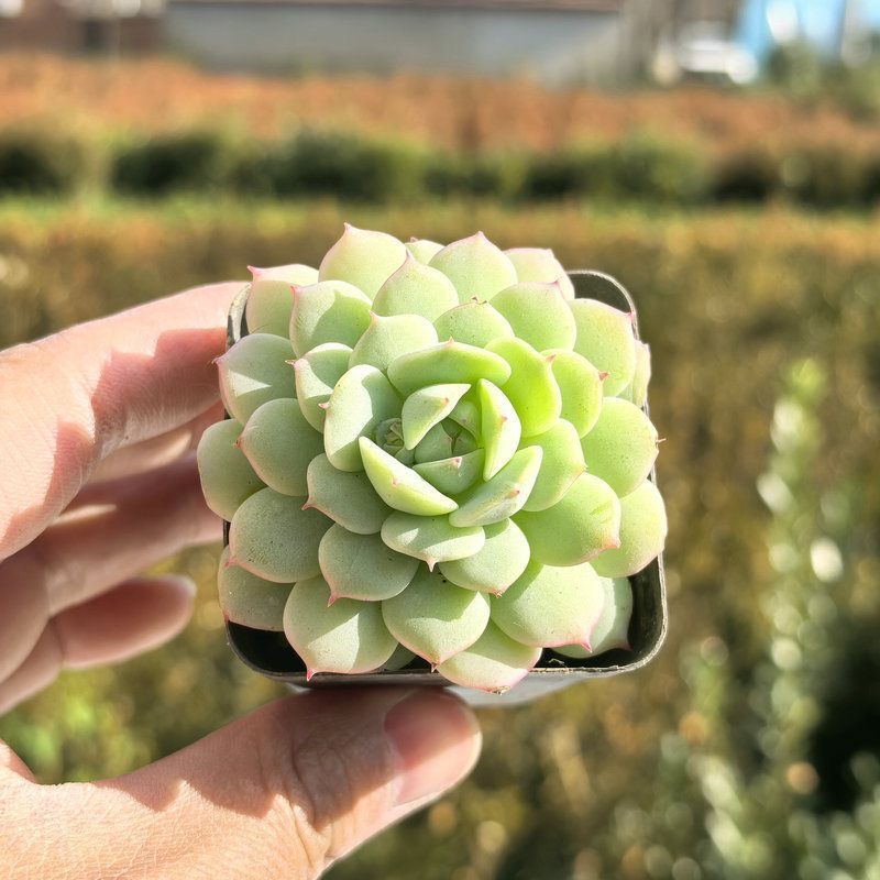 多肉植物 韓国苗 ホワイトパーム 木立 抜き苗 - メルカリ
