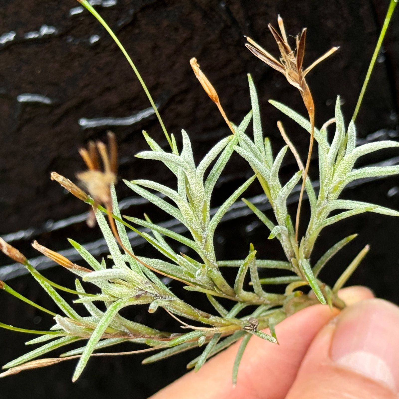 芳香花品種＊チランジア カピラリス Tillandsia capillaris＊エア