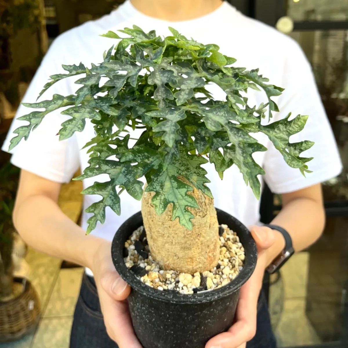 希少種 特大株 山木 Adenia ballyi アデニア バリー 雌木 塊根植物 多肉植物 コーデックス パキプス グラキリス アデニア ペチュエリー  - 観葉植物