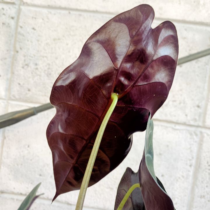 観葉植物】高級感 希少性 アロカシア ワトソニア 4号 プラ鉢
