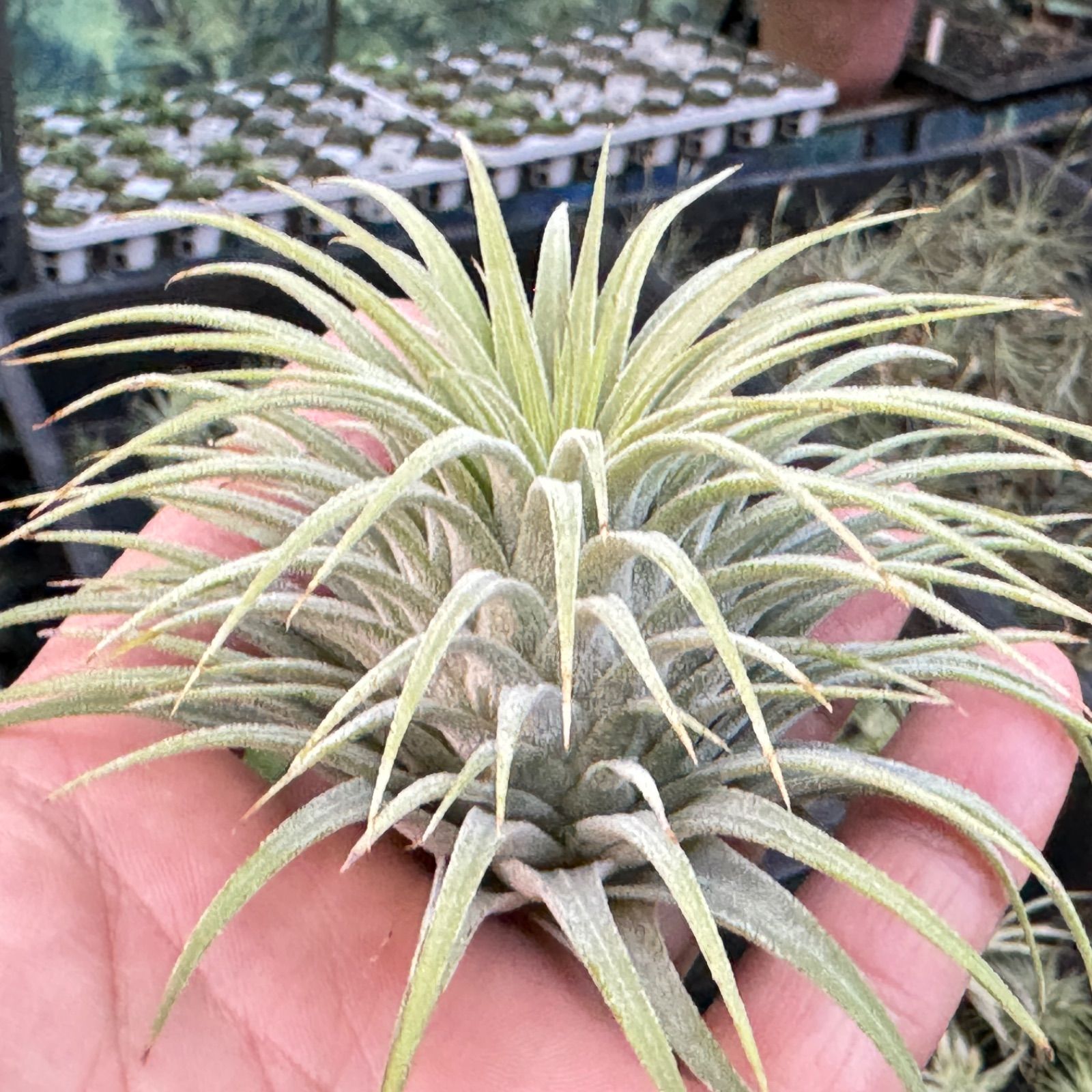 チランジア イオナンタ スノーボール Tillandsia Ionantha Snowball