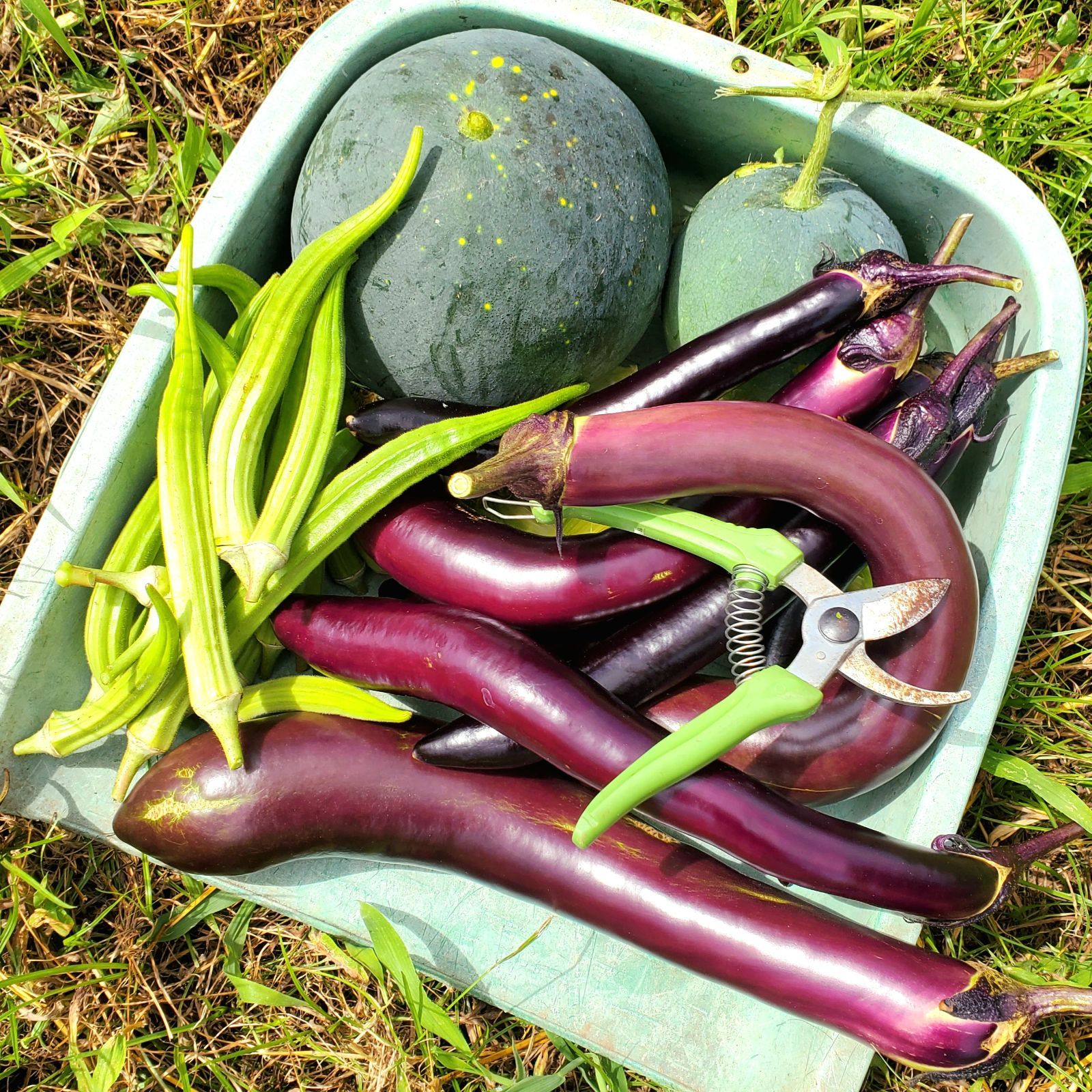 しましまズッキーニの種（Striato d'Italia） - メルカリ