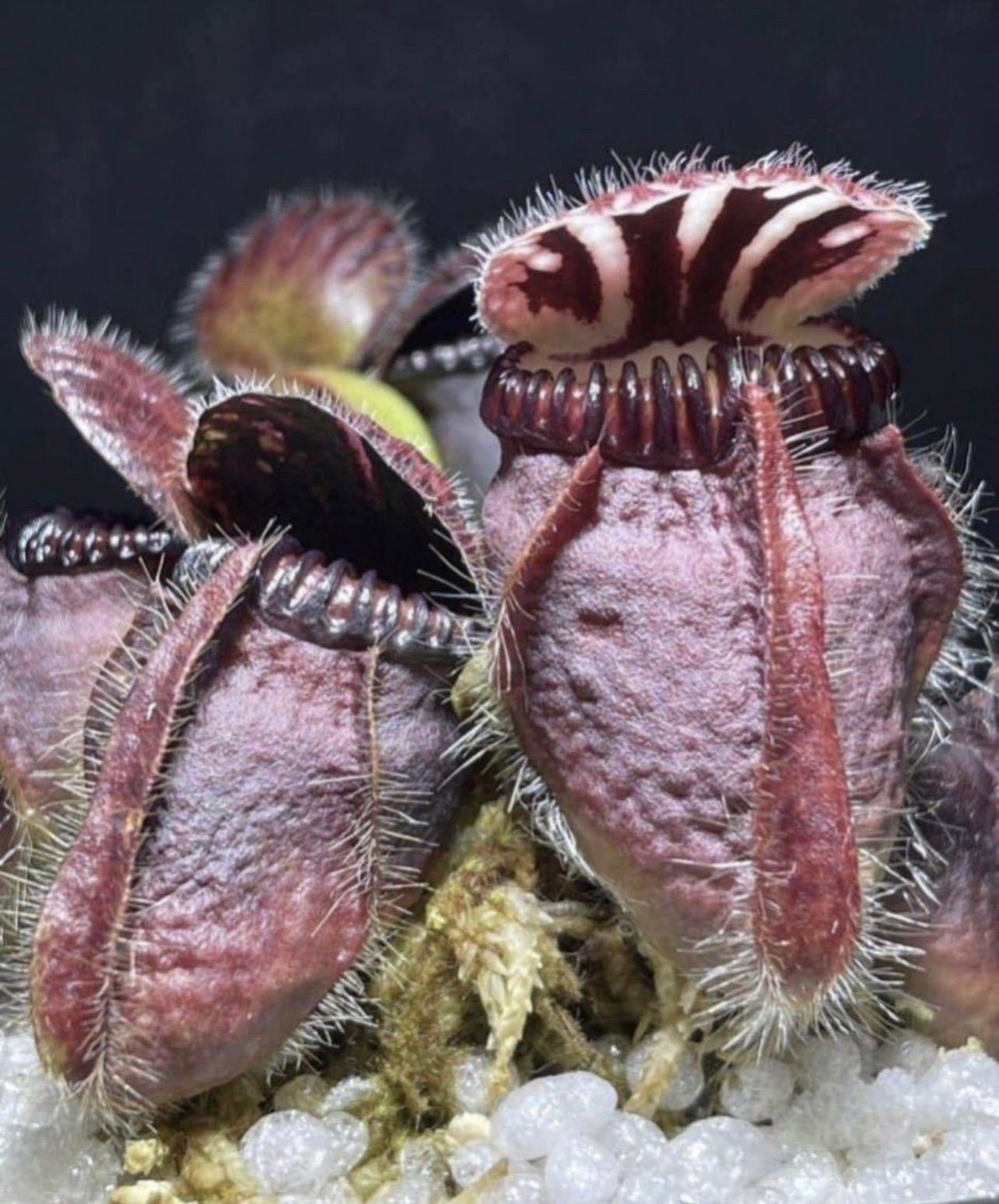 Cephalotus follicularis Big Mouth Original From Kai Becker CZP  セファロタスフォリキュラリス ビッグマウス 食虫植物 観葉植物 - メルカリ