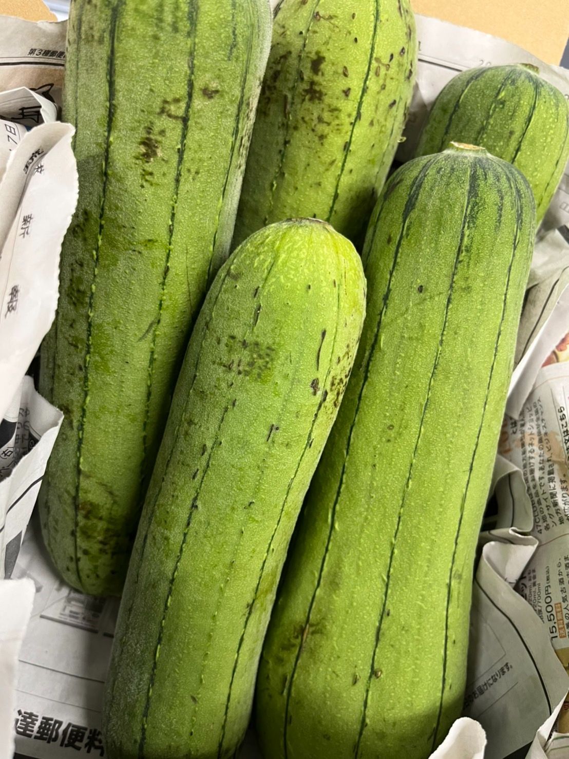 【特価大特価】丝瓜（ヘチマ)10kg 野菜