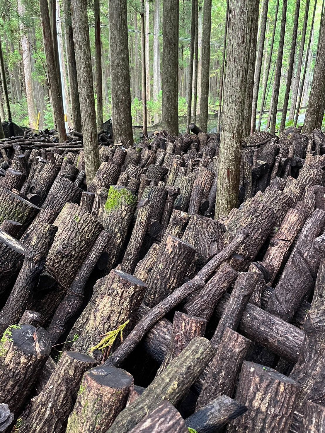 三重県産原木干し椎茸60g＊無農薬自然栽培 - メルカリ