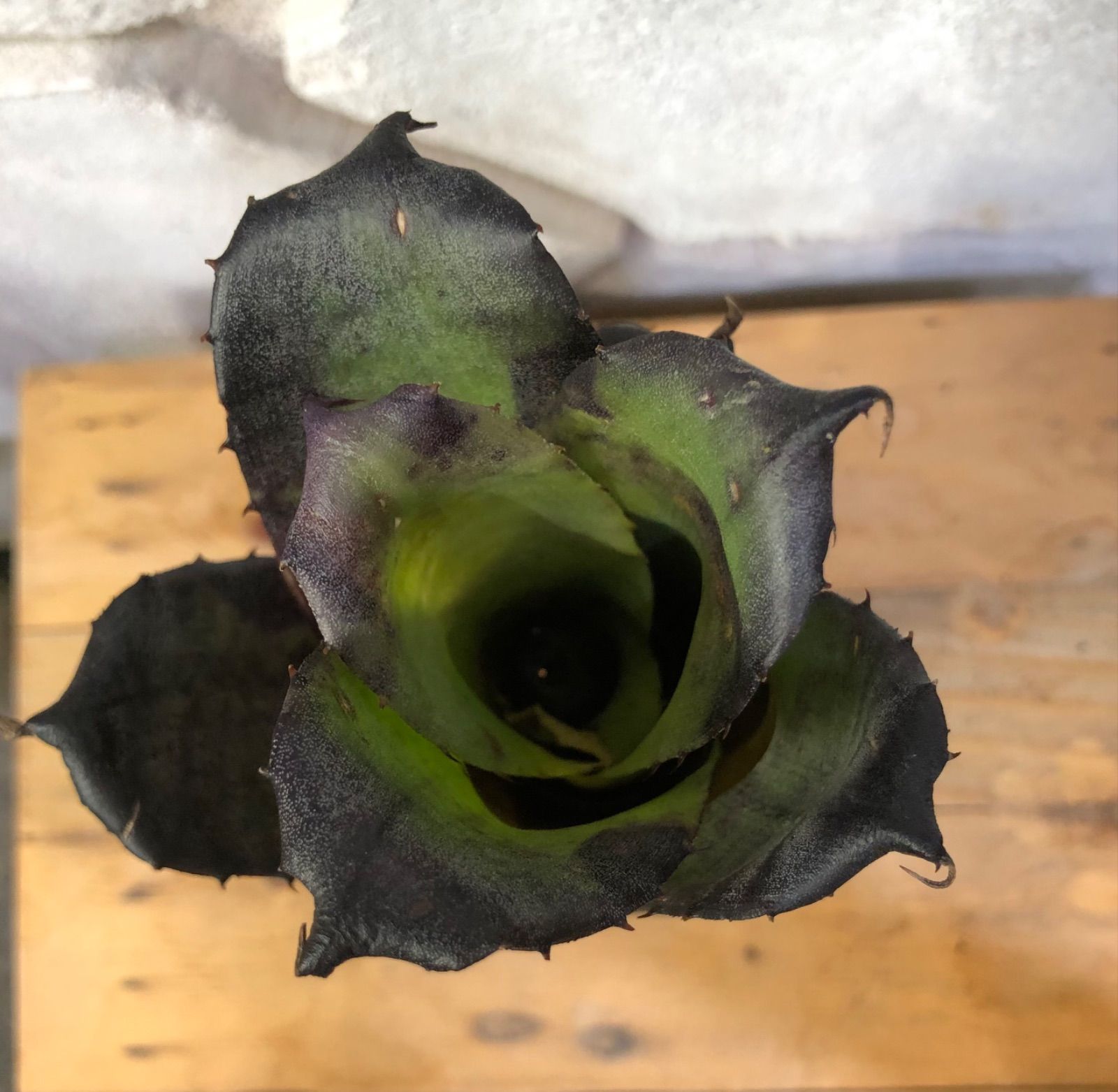 Hohenbergia leopoldo-horstii Black form ホヘンベルギア