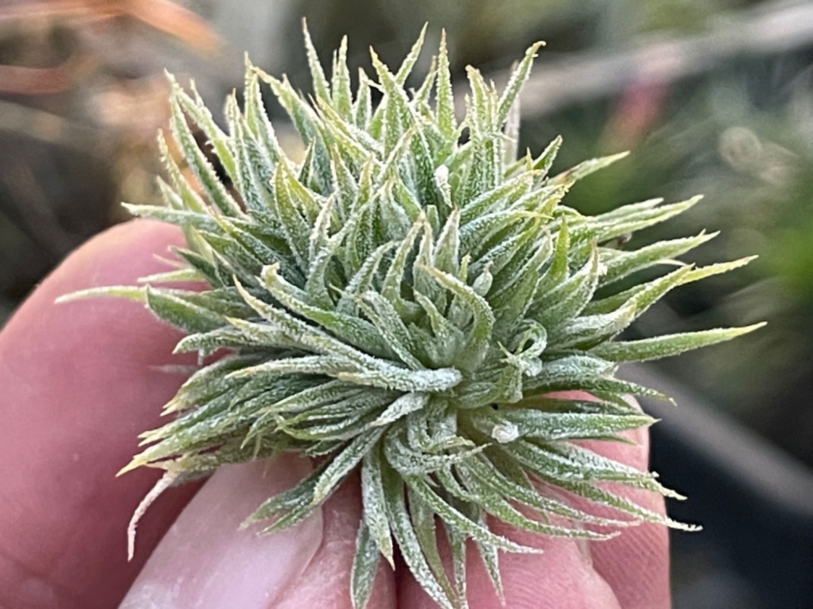 T.ionantha ´Monstrose´ 【モンストローズ】-