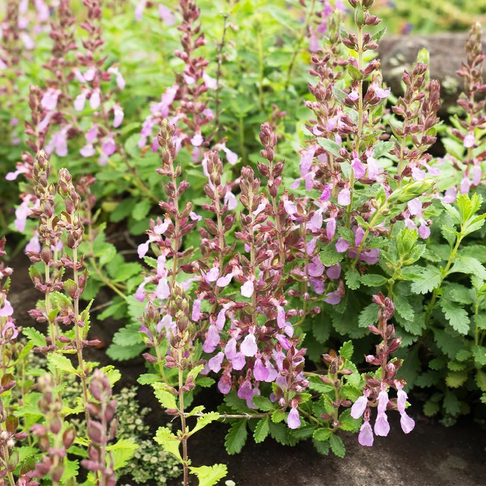 ウォールジャーマンダー 3号 ＩＴＡＮＳＥ セット 向け 育てやすい 品種で選べるハーブ苗 学名 Teucrium chamaedrys シソ科テウクリニウム属 ニガクサ属 耐寒性多年草 別名 ニガクサ グランドオーク Wall ger