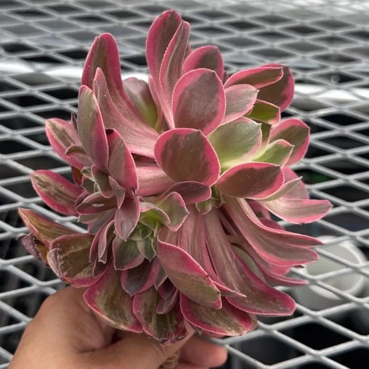 ピンクガール アエオニウム 多肉植物 カット苗 現品 - メルカリ