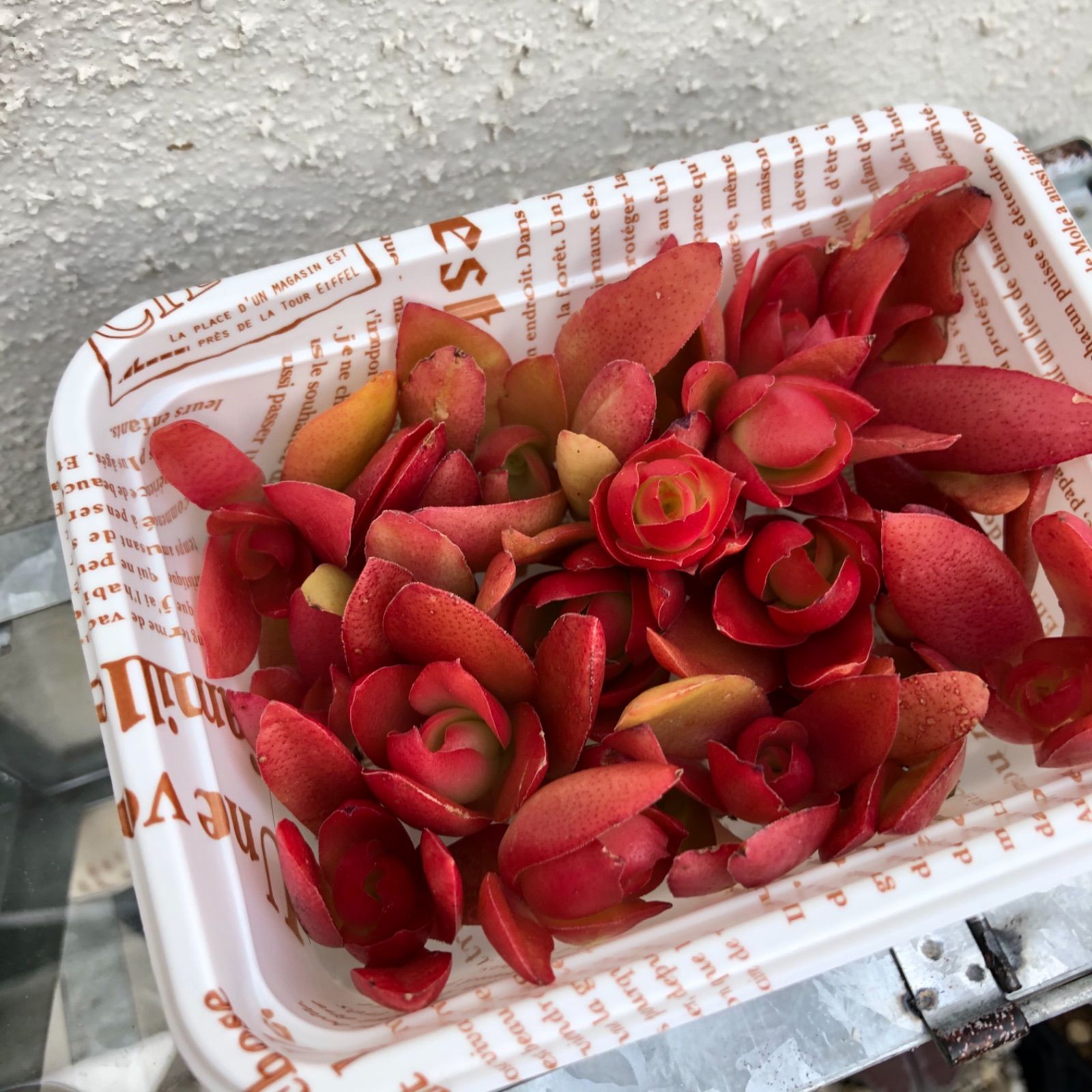 火祭りカット苗 寄せ植え 多肉植物 - メルカリ