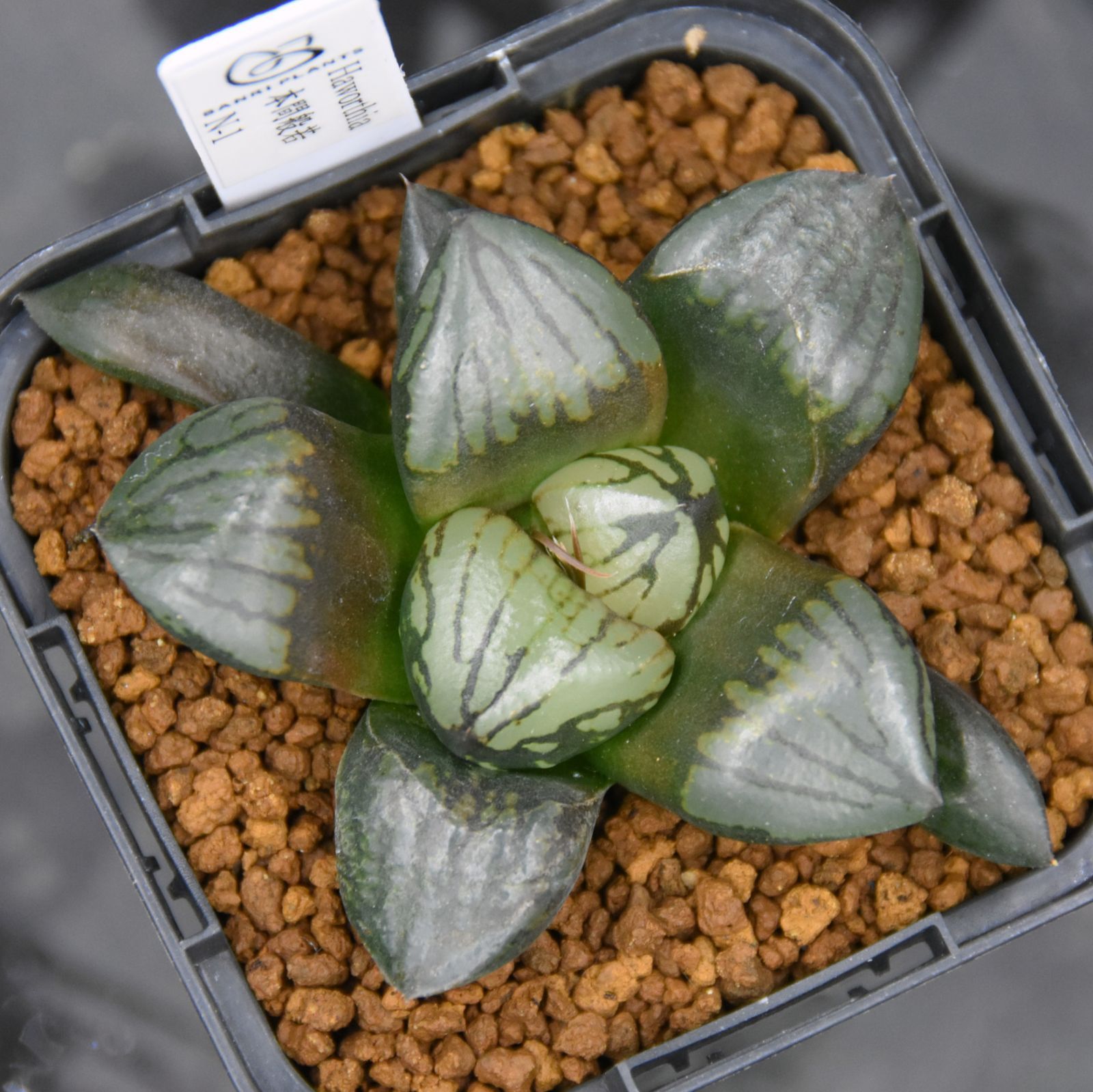 BP』ハオルチア 本間般若 N-1 - メルカリ