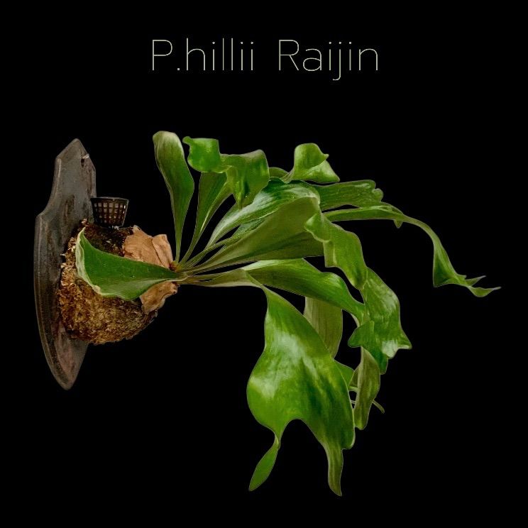 hillii Raijin (pup) NO.7 ビカクシダ 楽天市場】(現品) ビカクシダ