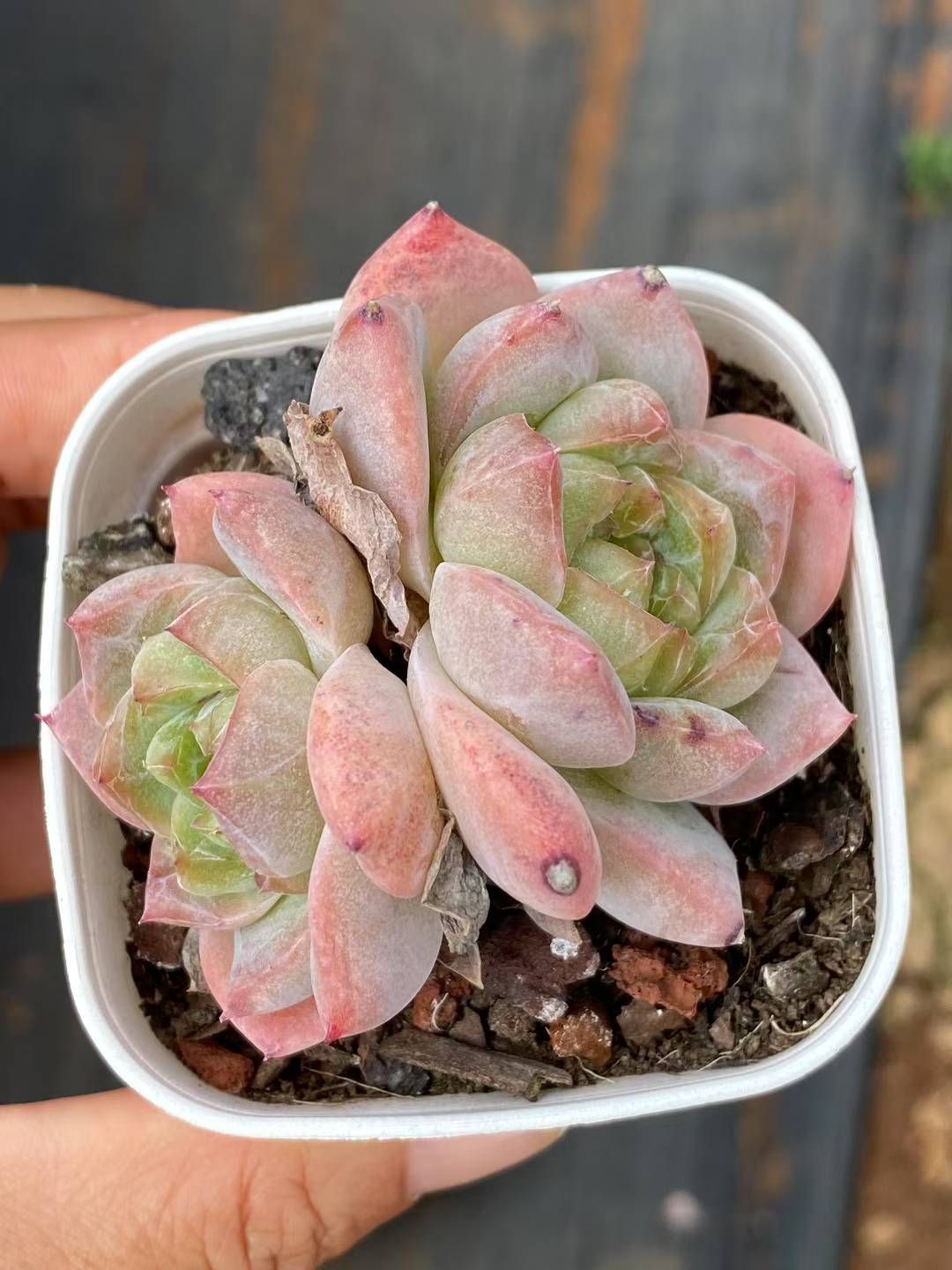 抜き苗 ピンクダイヤ QS1058×40株 ふっくら 多肉植物 エケベリア