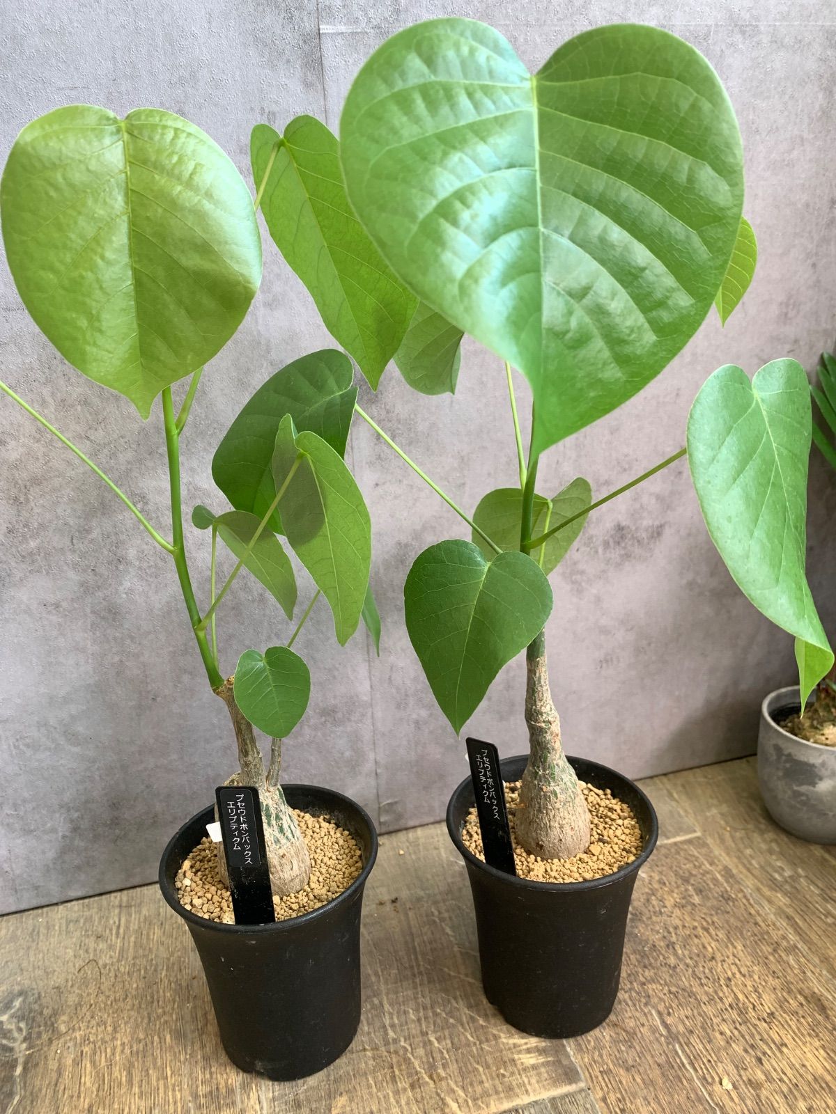 V346【自社養生株】モンソニア ムルチフィダ(現地球・発根株・鉢植え V346【自社養生株】モンソニア ムルチフィダ(現地球・発根株・鉢植え