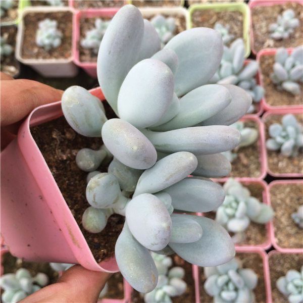多肉植物^o^ 葉挿し赤ちゃん　星美人錦 星美人錦 葉挿し苗 パキフィツム 多肉植物 - メルカリ
