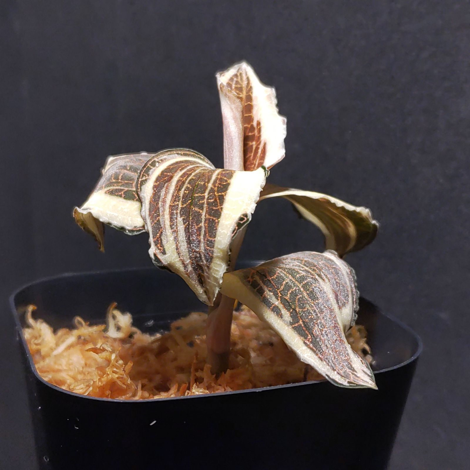 ロクスバーギー 斑入