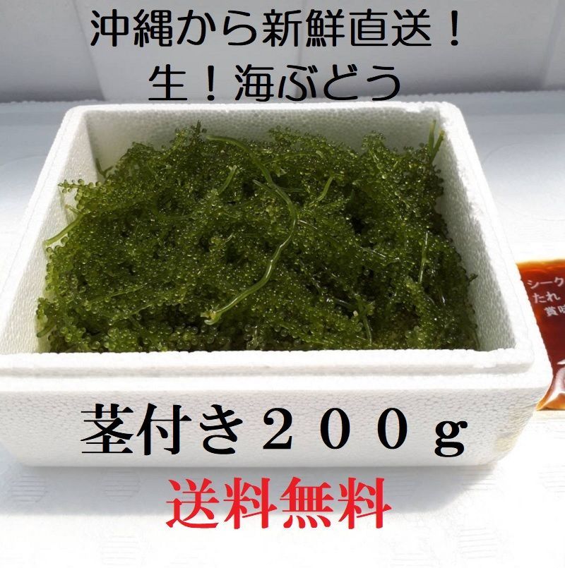 【沖縄】茎付き　生！海ぶどう２００ｇ（シークヮーサー果汁入りタレ付き）新鮮直送！