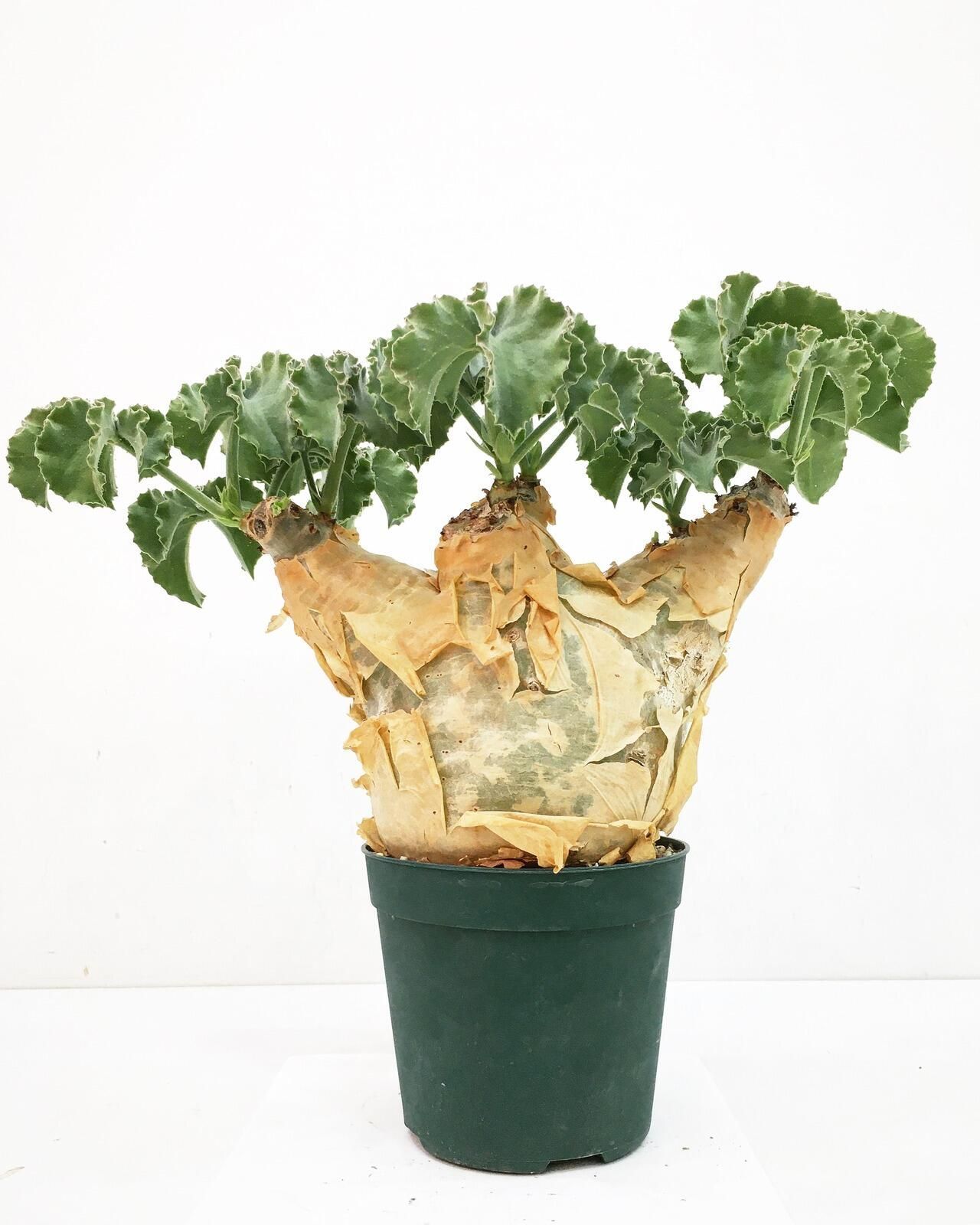 怪物 30cm↑ キフォステンマ ver.グラキリス マクロプス 現地球 発根済