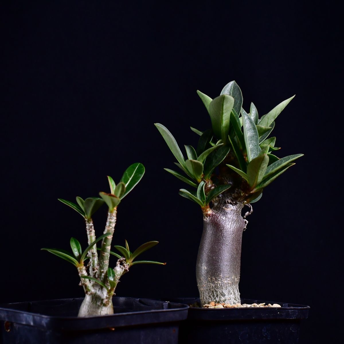 3W7 実生 2株セット アデニウム・ソマレンセ/タイ ソコトラナム