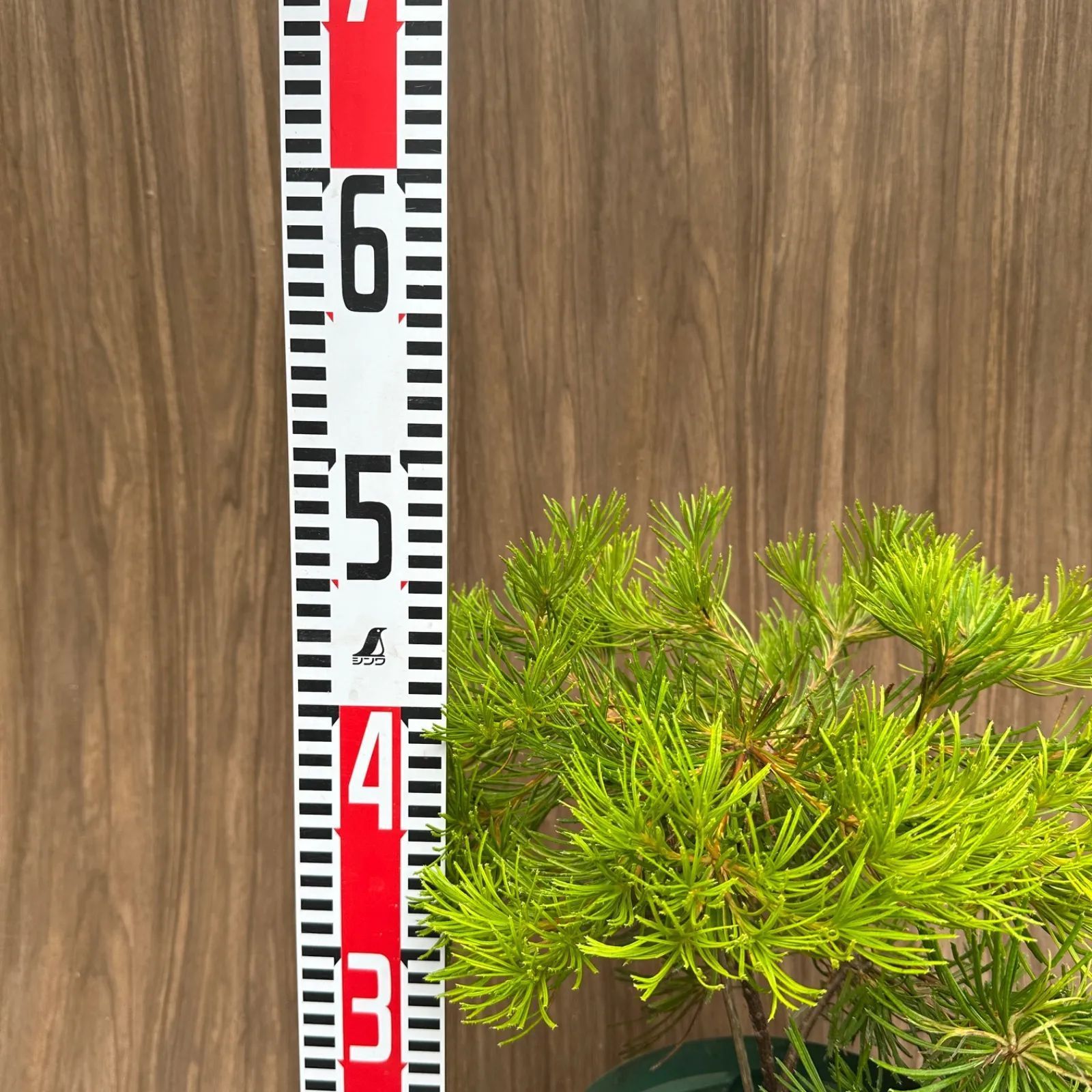 バースデーキャンドル 8号