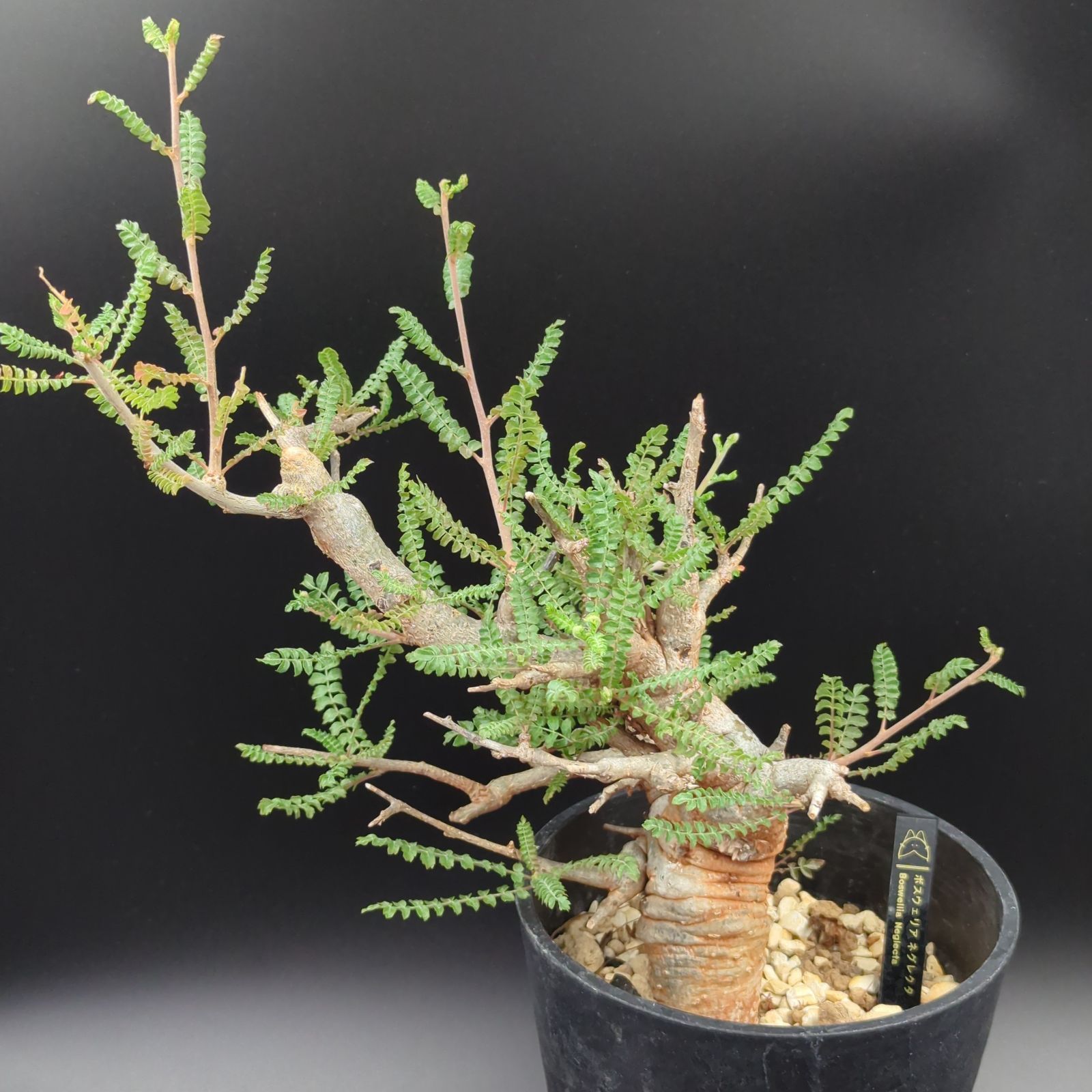 【注目！】ボスウェリア ネグレクタ 発根済 現品 鉢ごと発送 注目！】ボスウェリア ネグレクタ 発根済 現品 鉢ごと発送