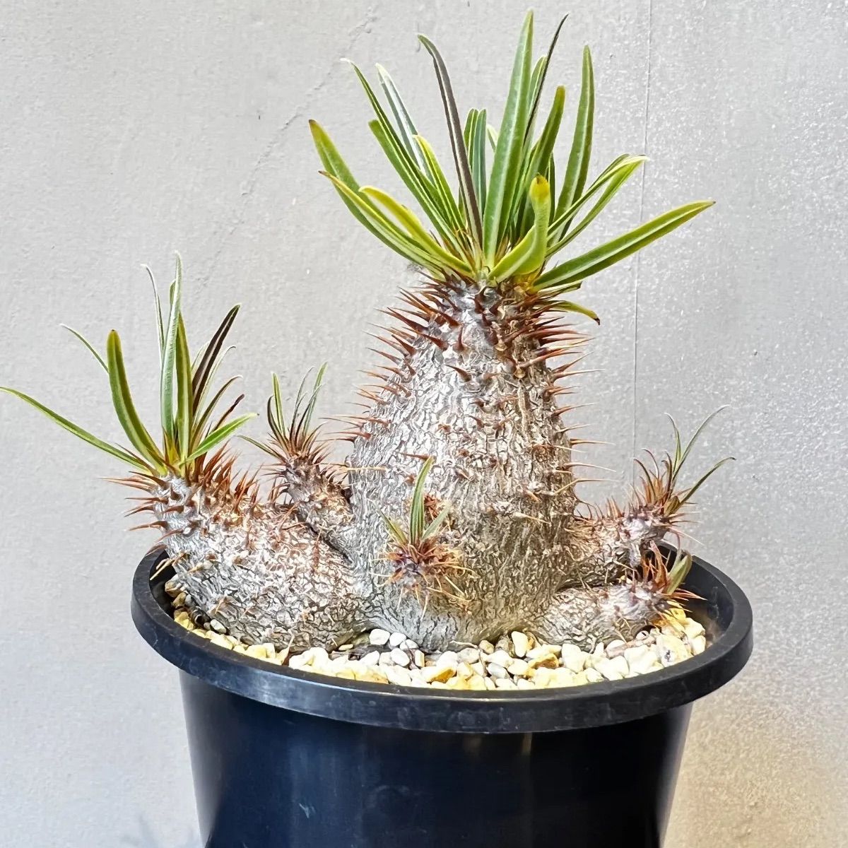 2019 実生　美株　パキポディウム グラキリス　ダブルヘッド　6センチポット 2019 実生 美株 パキポディウム グラキリス ダブルヘッド 6センチ