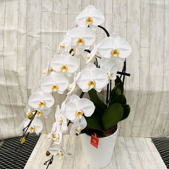 訳あり 胡蝶蘭白３本立|花並びの不揃い