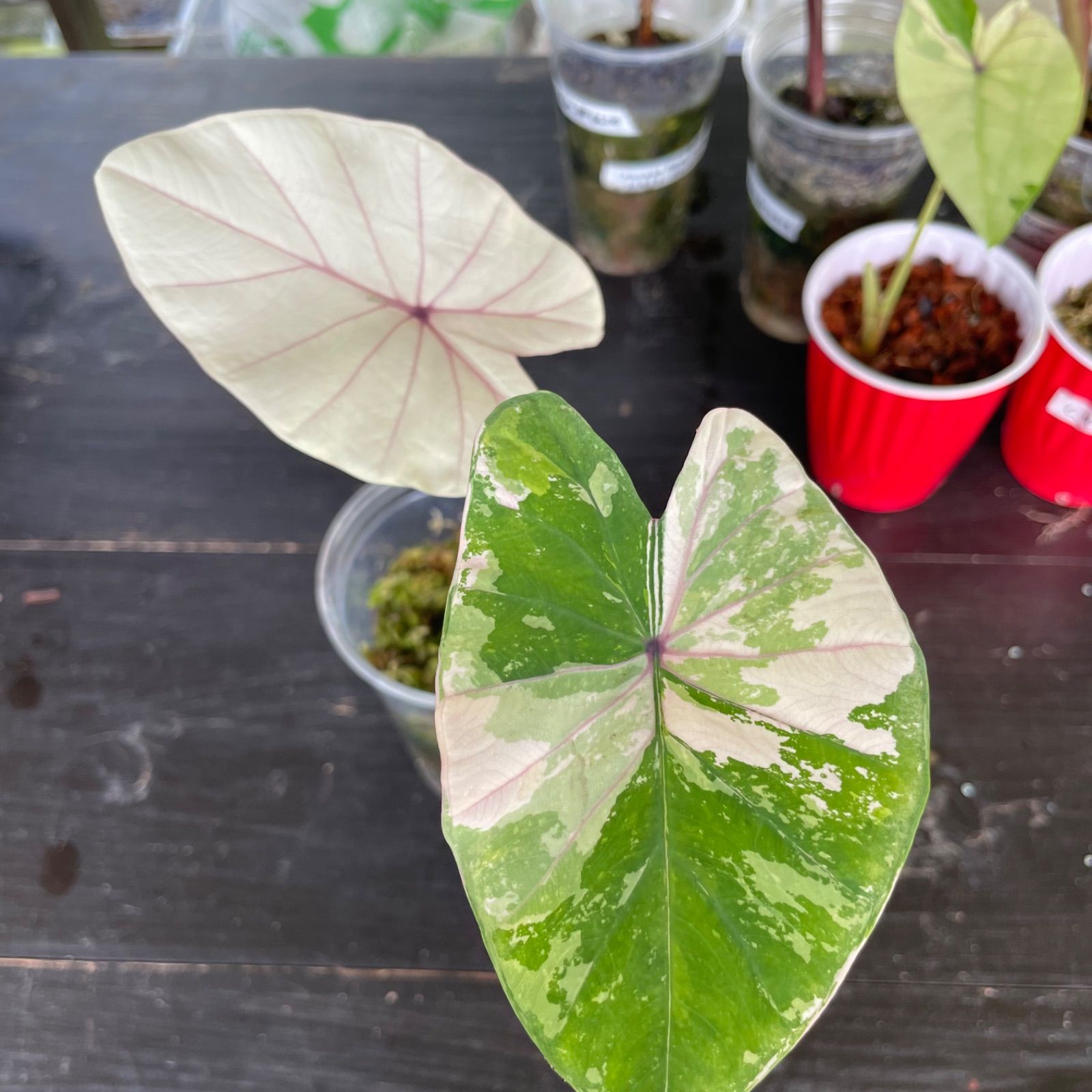 希少 コロカシア ピンクサファイア Pink Sapphire 観葉植物 希少】 コロカシア ピンクサファイア Colocasia Pink sapphire - メルカリ
